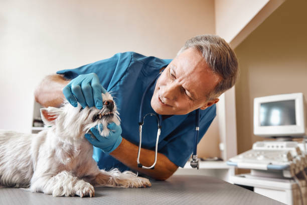 Professional Emergency Dental Service in LA